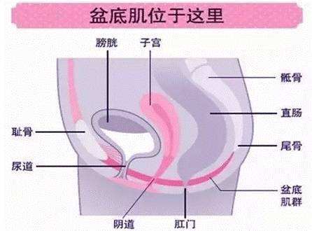 盆底肌.jpg